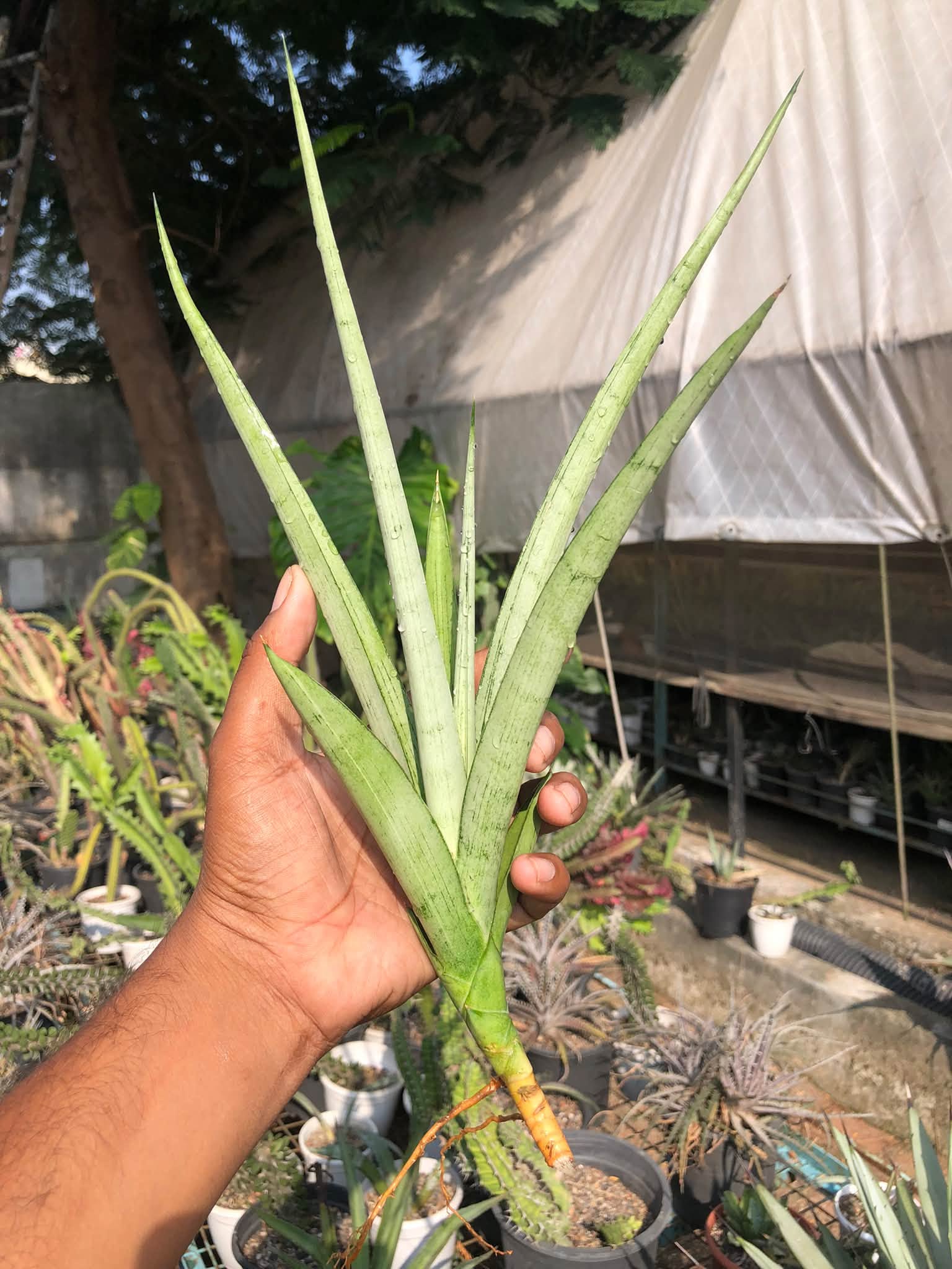 SANSEVIERIA KASIH