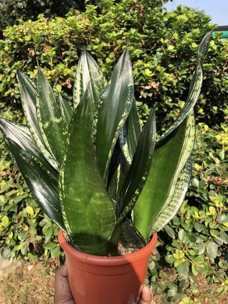 Sansevieria Whitney Clump of 3 large Plants