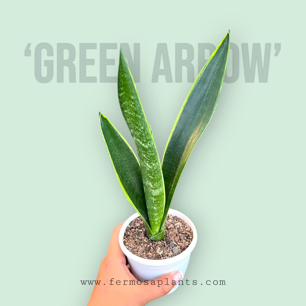 Sansevieria Trifaciata 'Green Arrow'