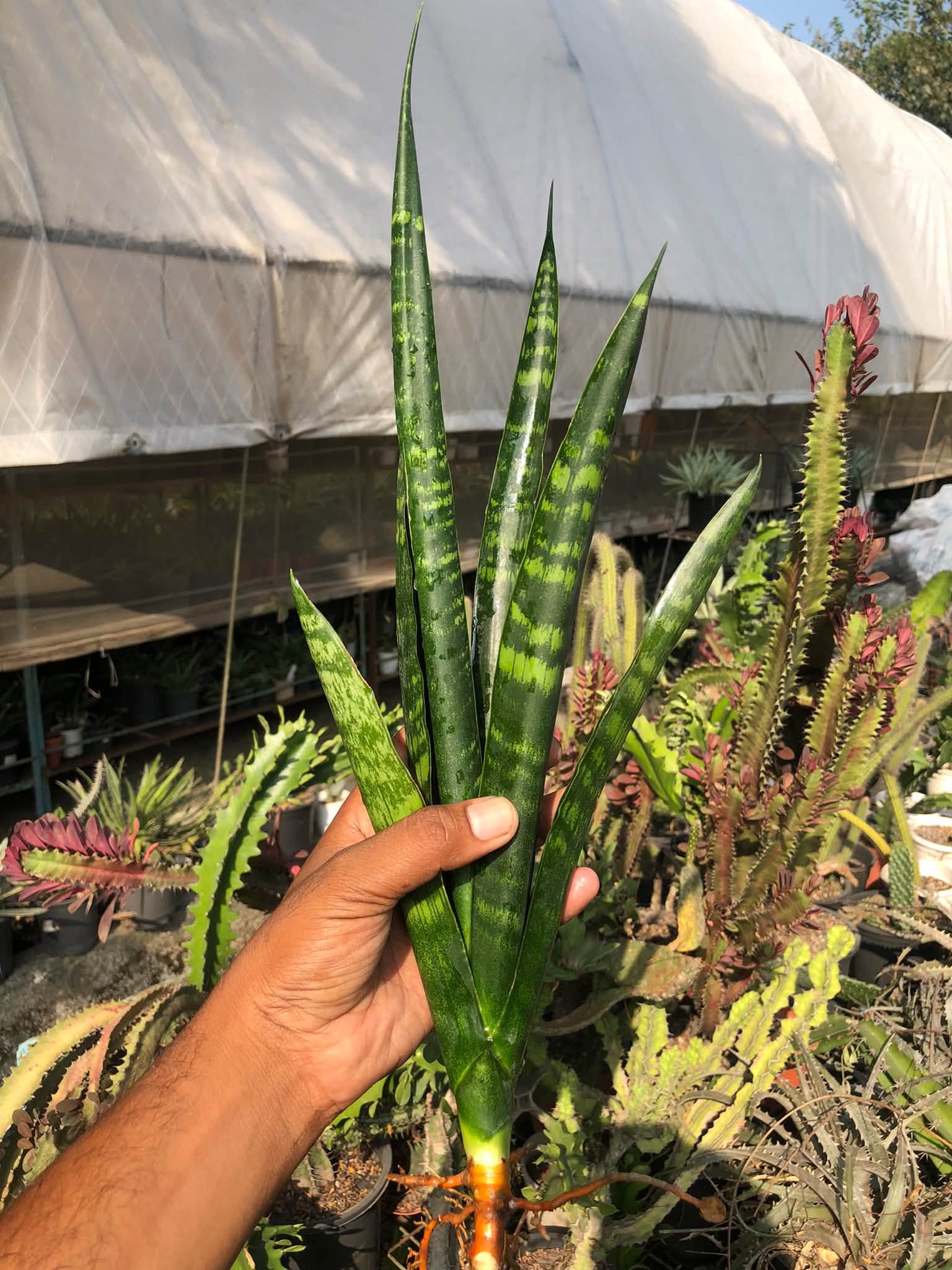 SANSEVIERIA ISTA BLACK