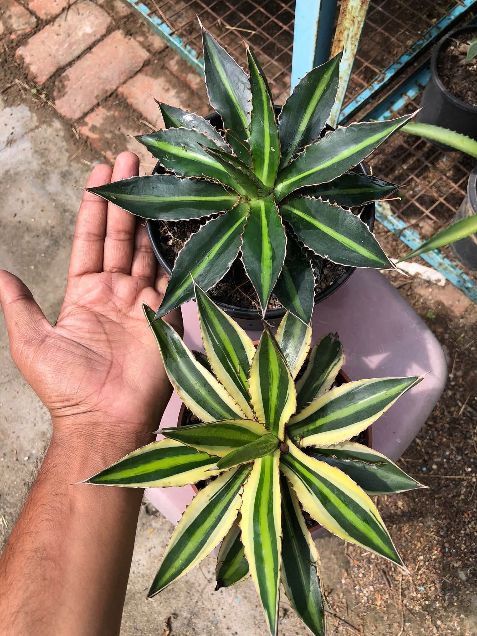 COMBO NO. 30 : COMBO OF 2 AGAVES
