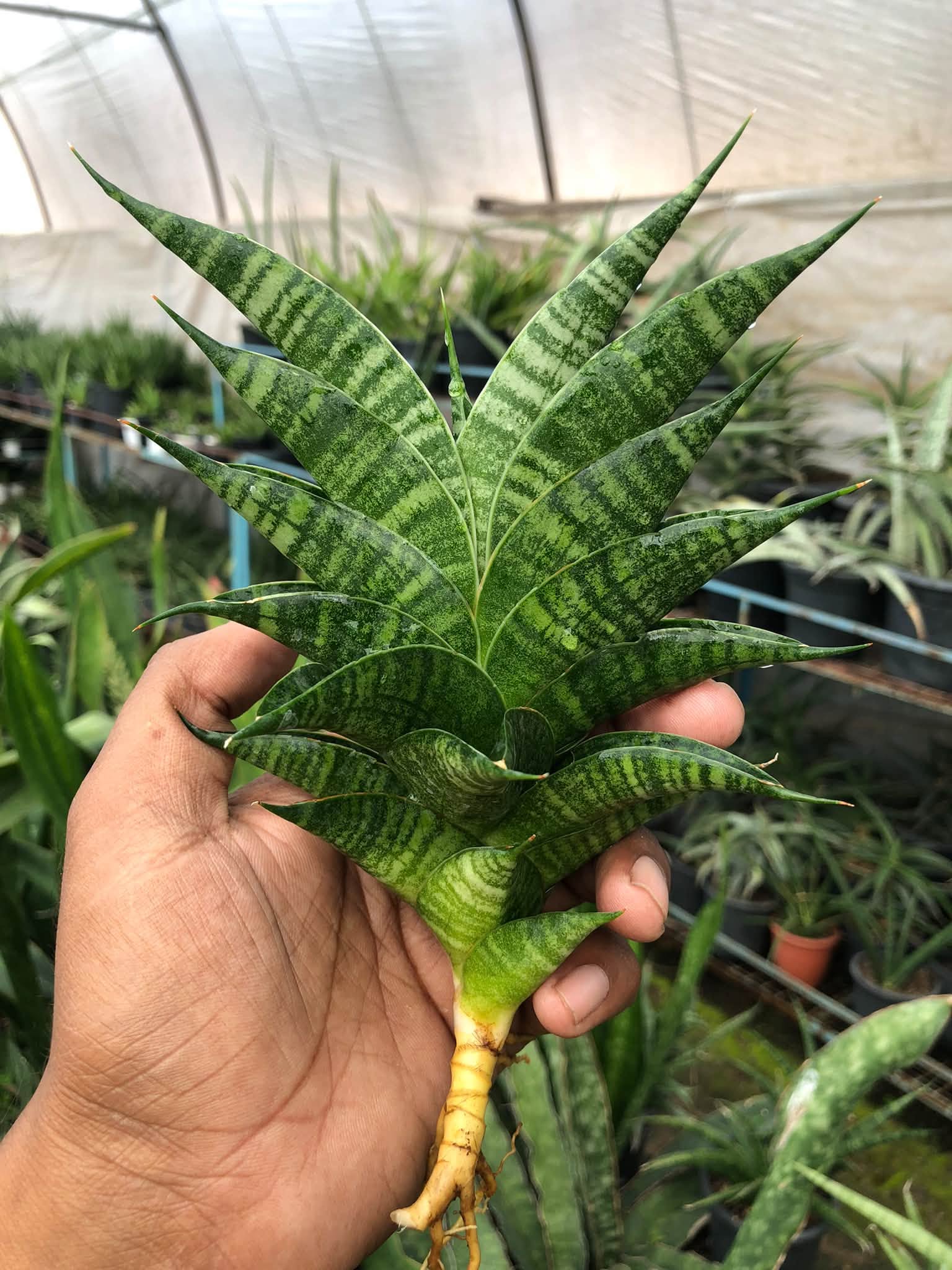 SANSEVIERIA SINDORO