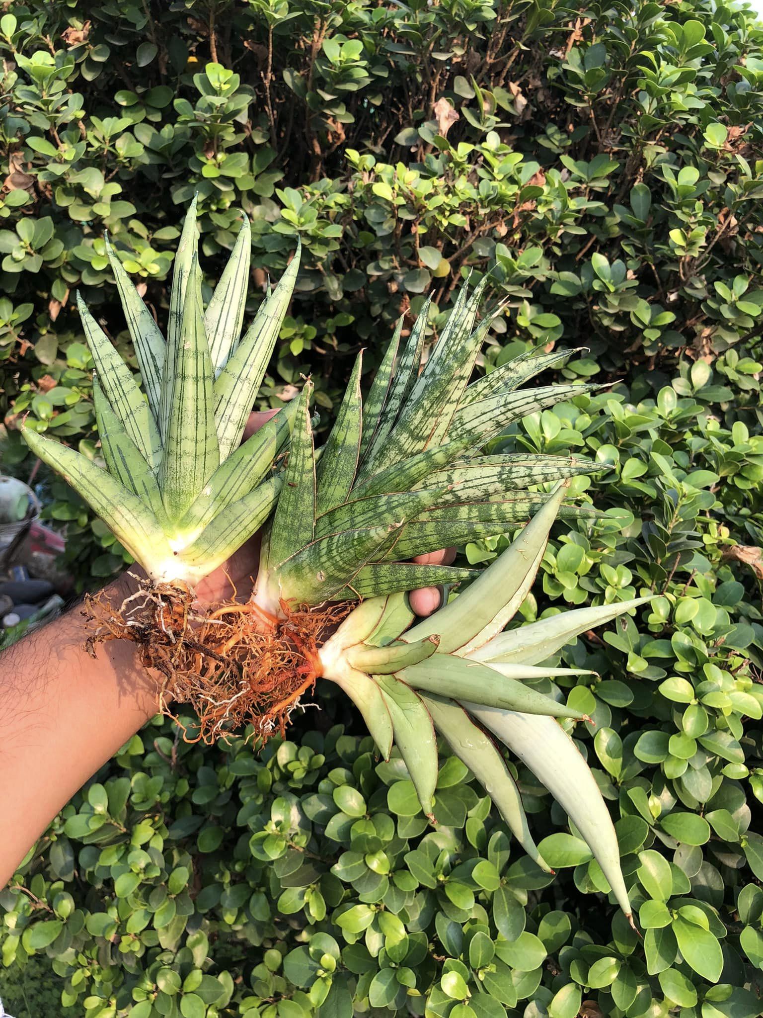 #119 COMBO OF 3 SANSEVIERIA