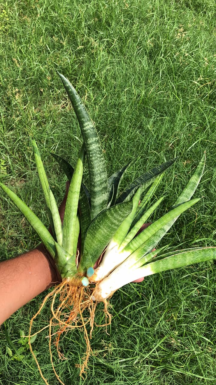 Sansevieria Combo Offer Of 4 (Y)