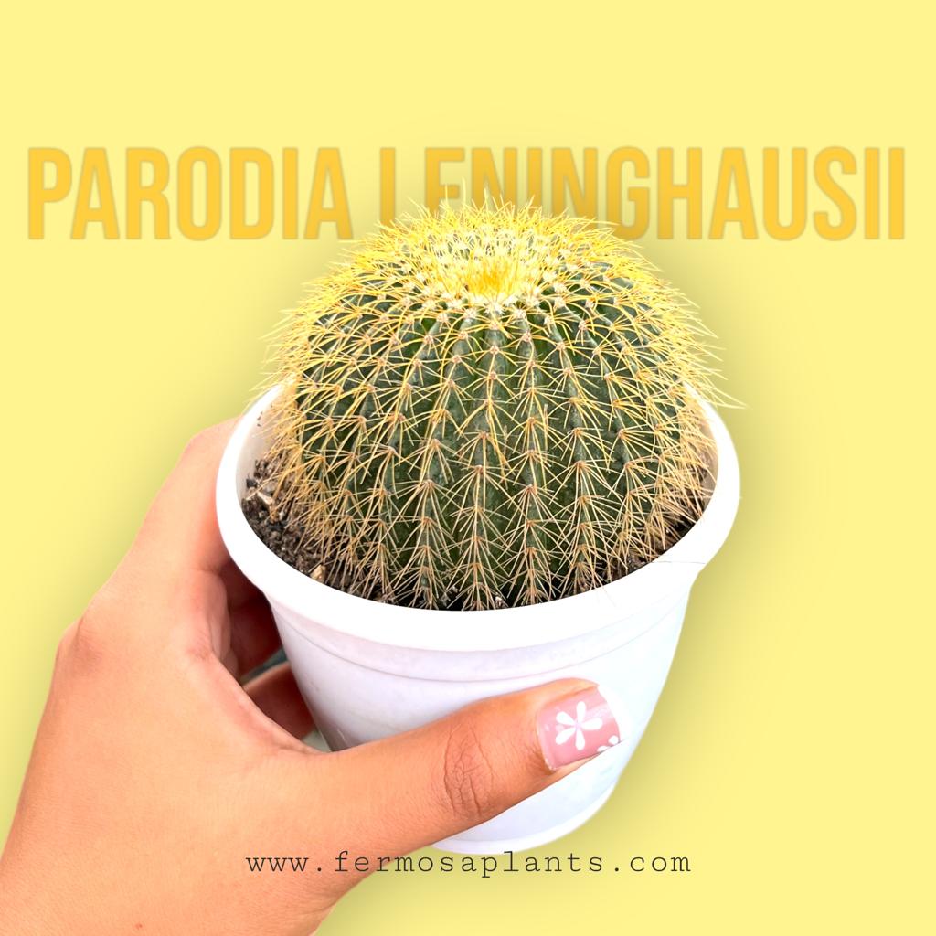 Parodia leninghausii (Single Head)