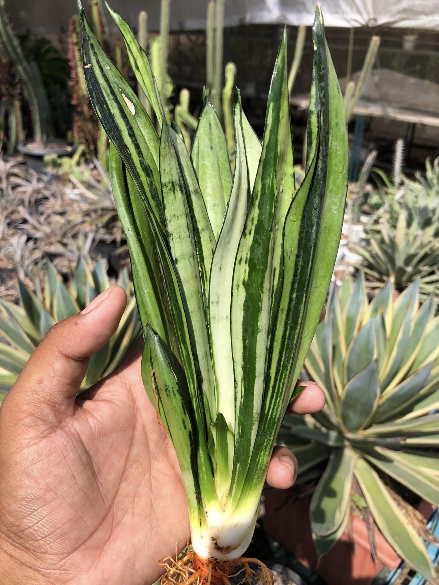 SANSEVIERIA BRAZILLIAN MOONSHINE