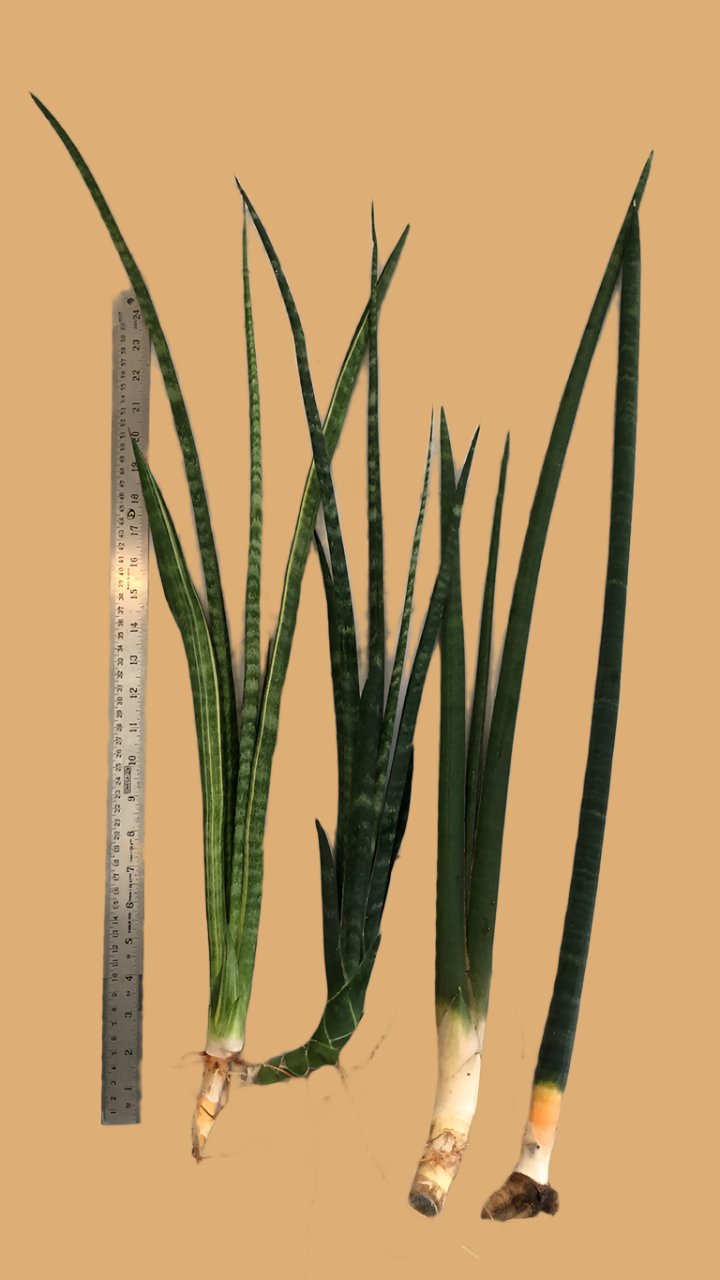 #115 Combo of 4 large Sansevieria