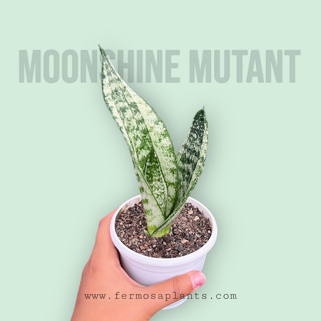 Sansevieria Moonshine Mutant