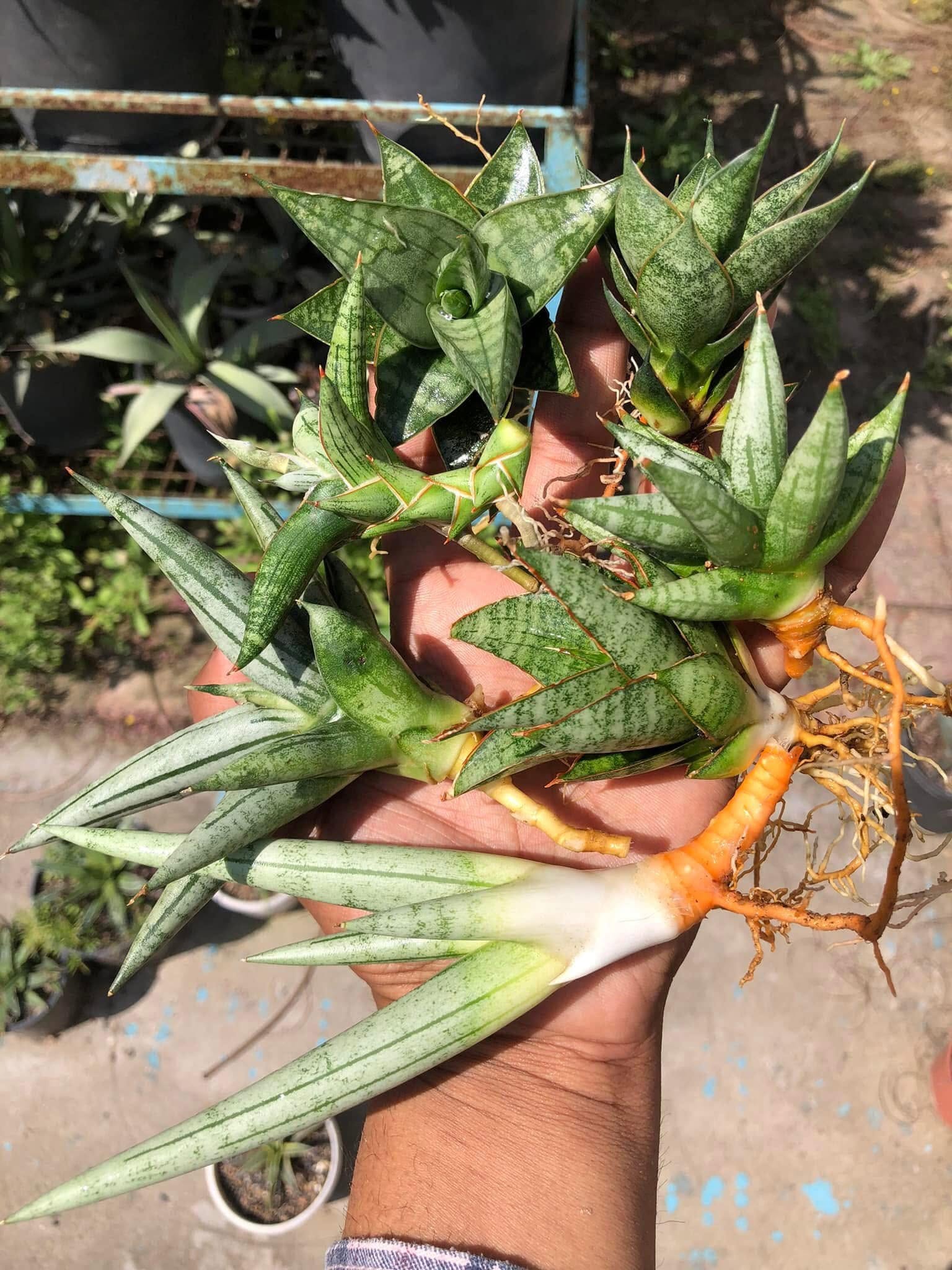 Sansevieria Combo Of 7 Plants