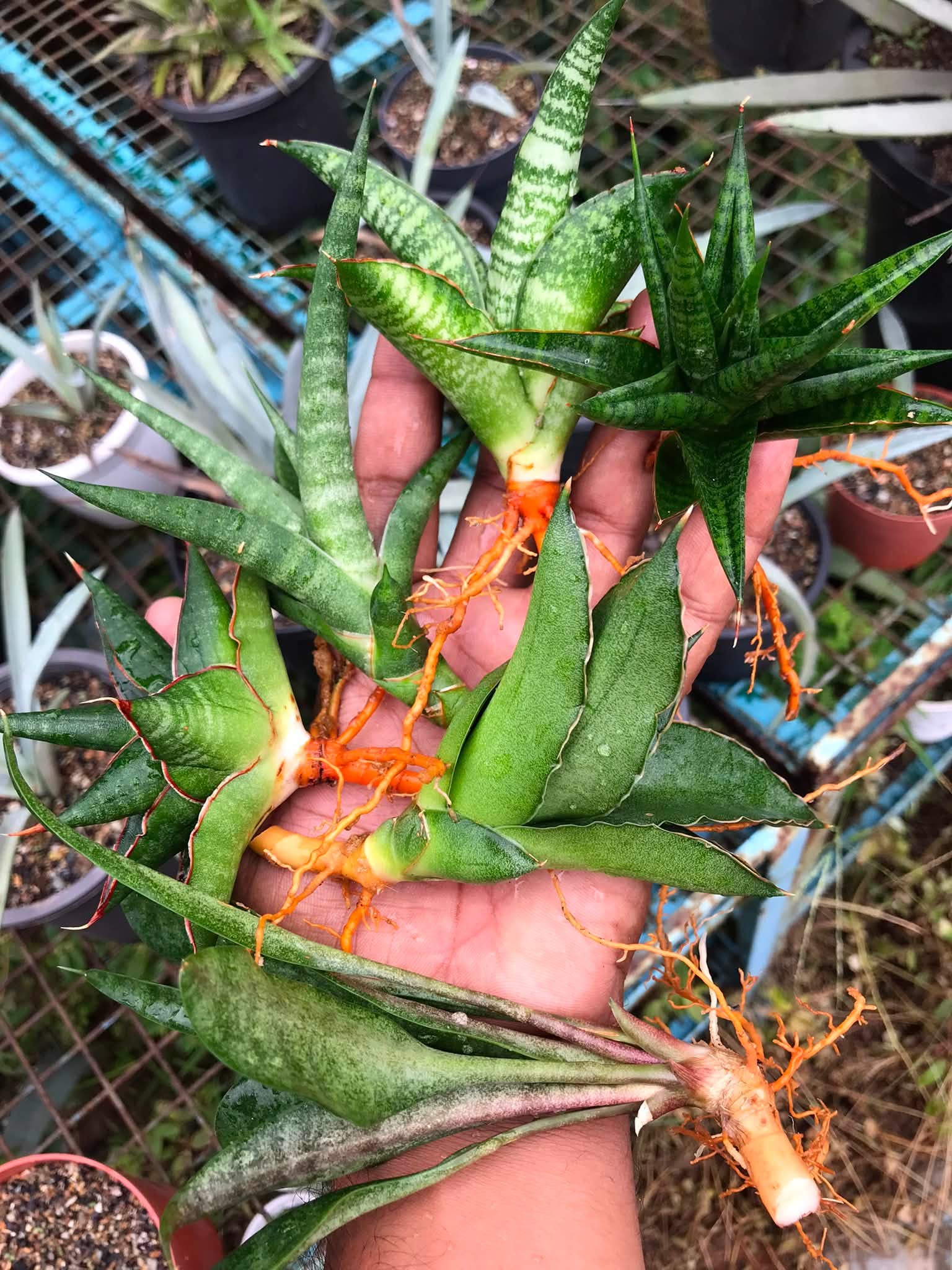 Combo No 15 : Five Popular Sansevieria