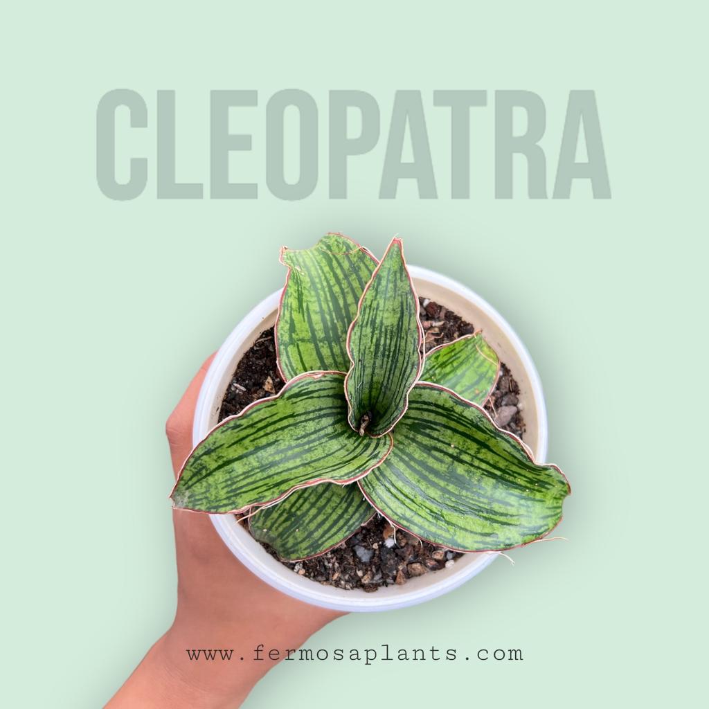 Sansevieria Cleopatra