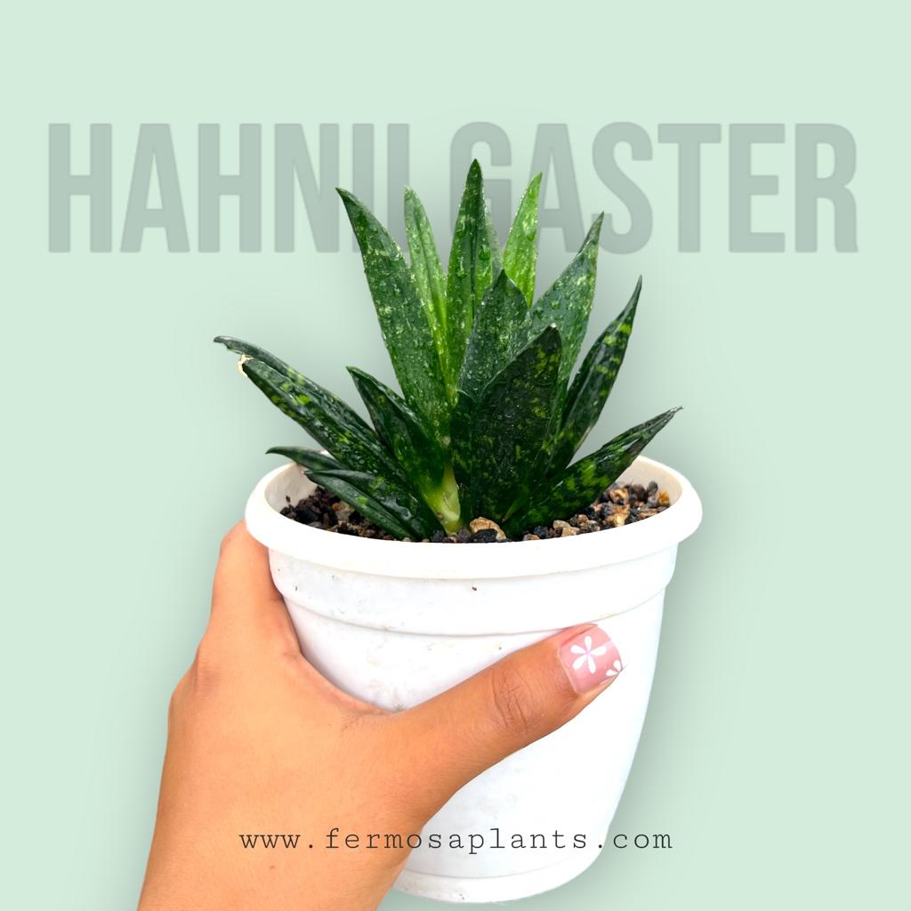 Sansevieria Hahnii Gaster