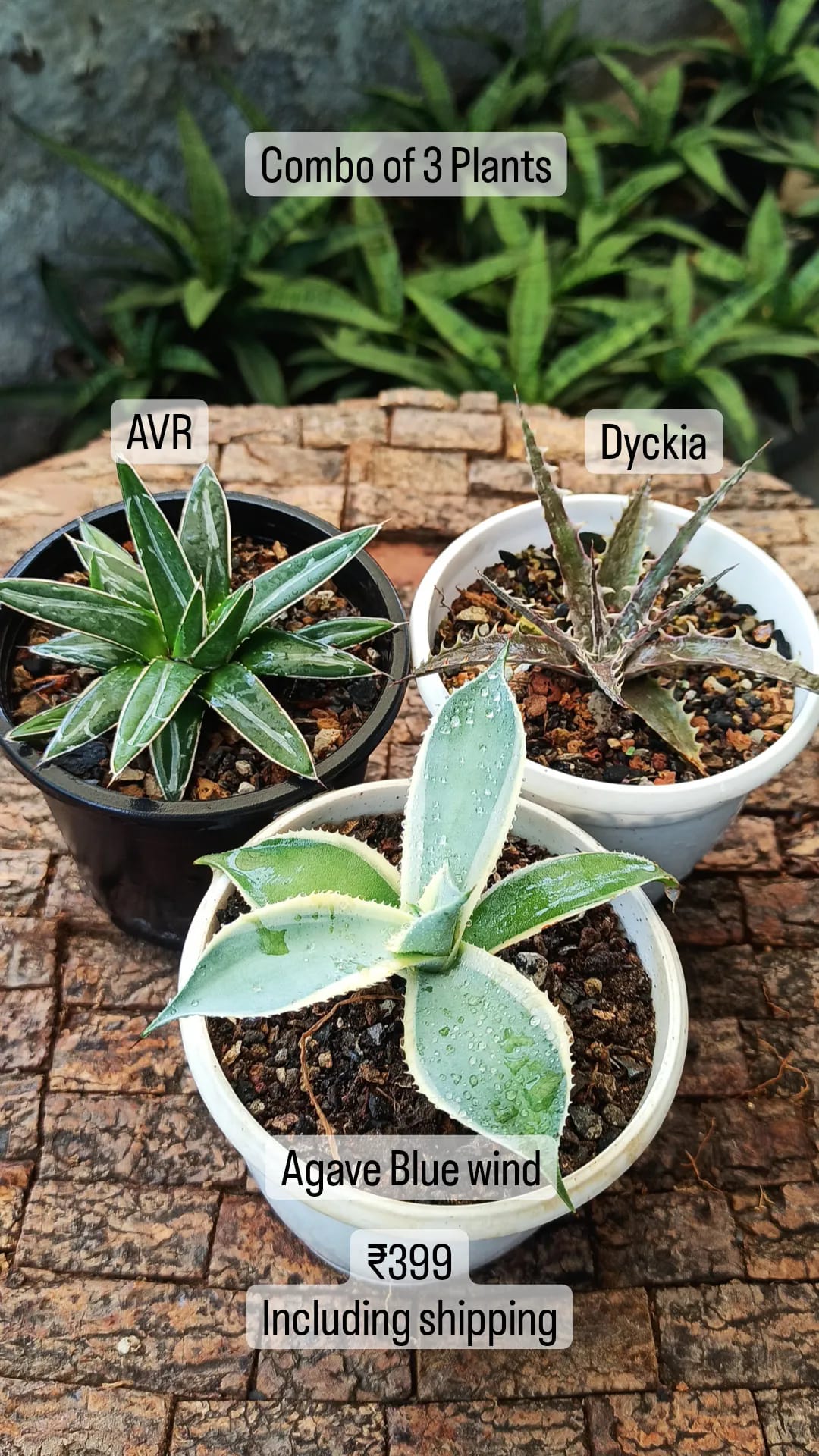 Agave Combo of 3 (A)