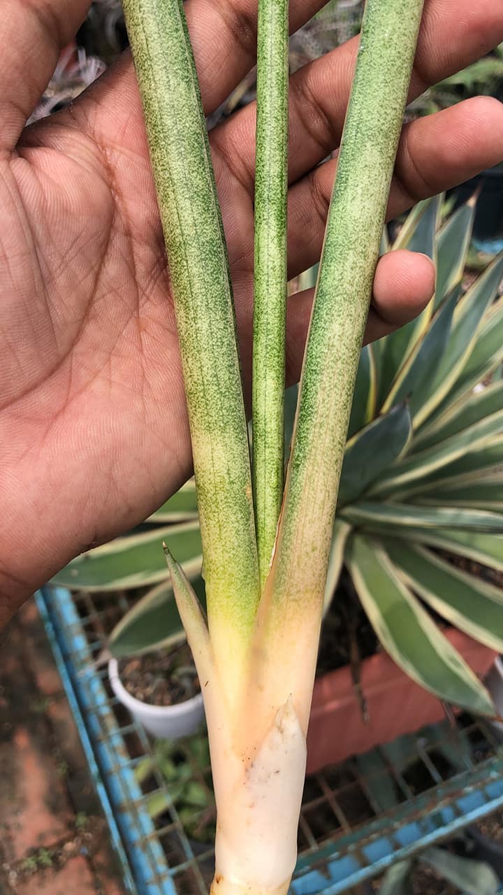 Sansevieria FLAMINGO