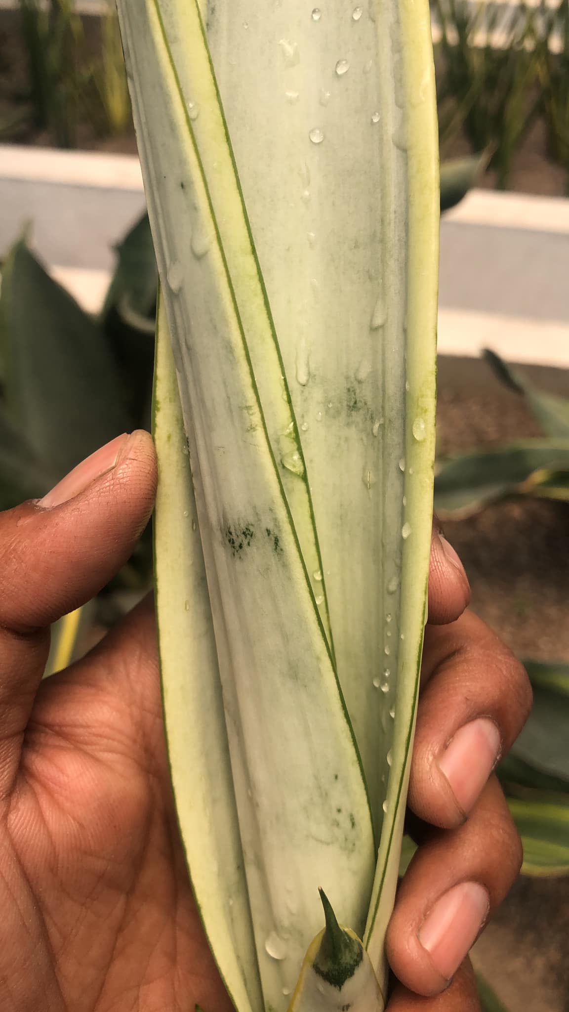 Sansevieria Silver Laurantii