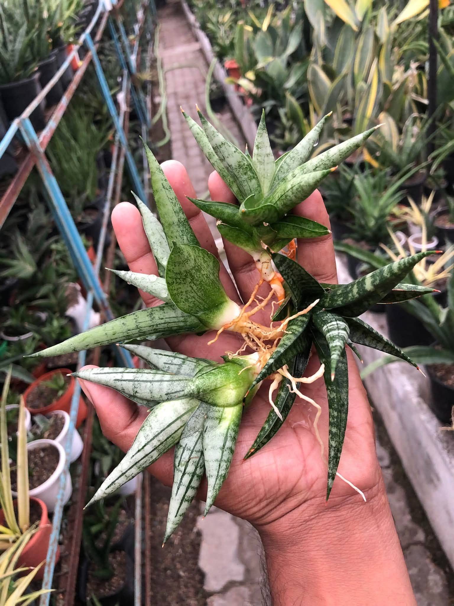 COMBO NO. 35 : COMBO OF 4 SANSEVIERIA