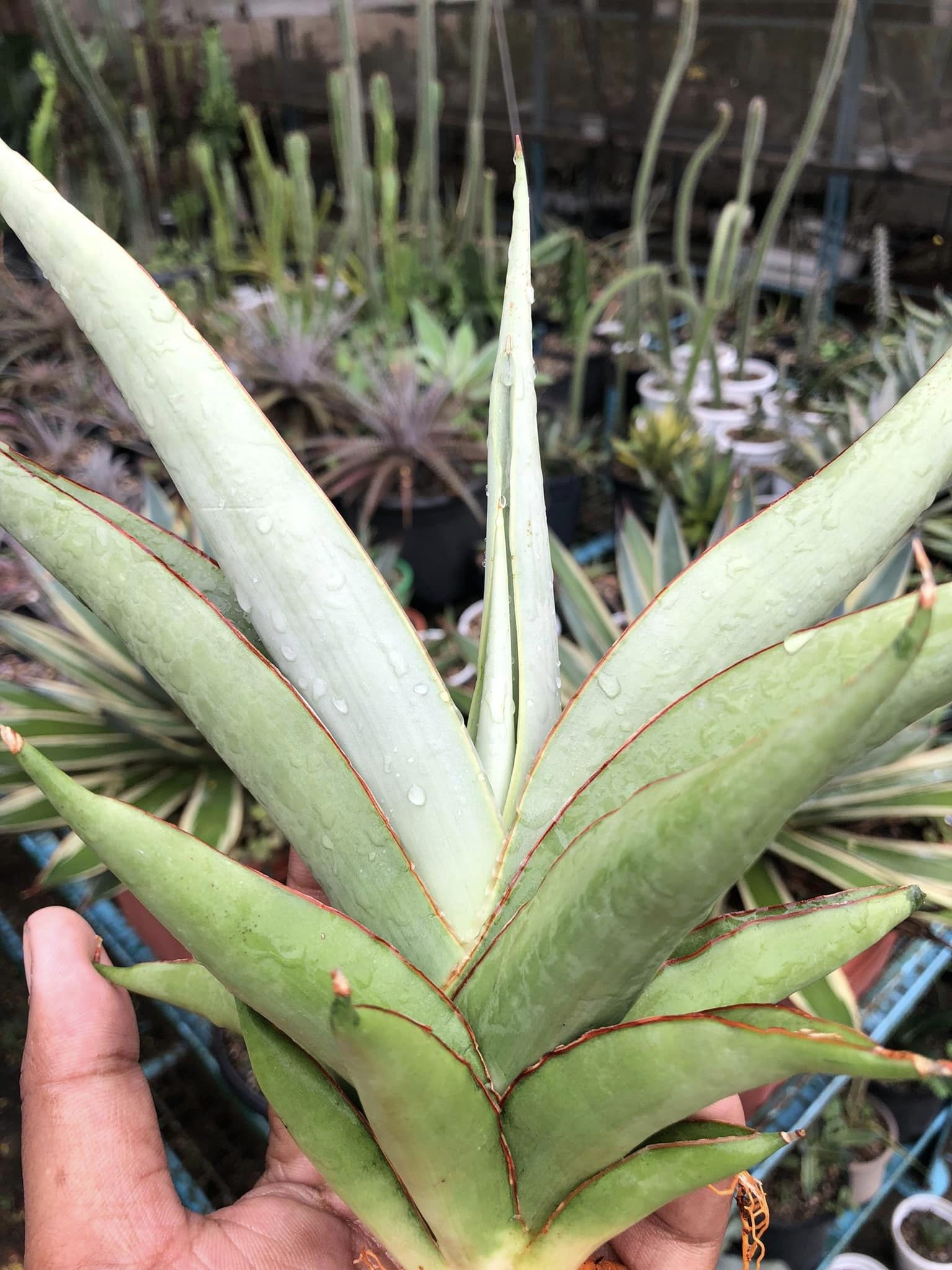 Sansevieria Chao Pharya Large Plant