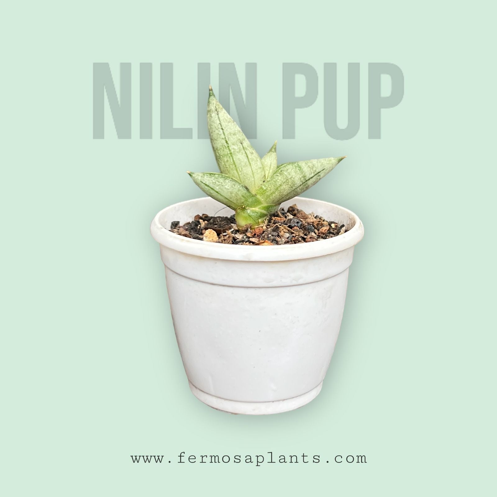 Sansevieria Hybrid 'Nilin' pup