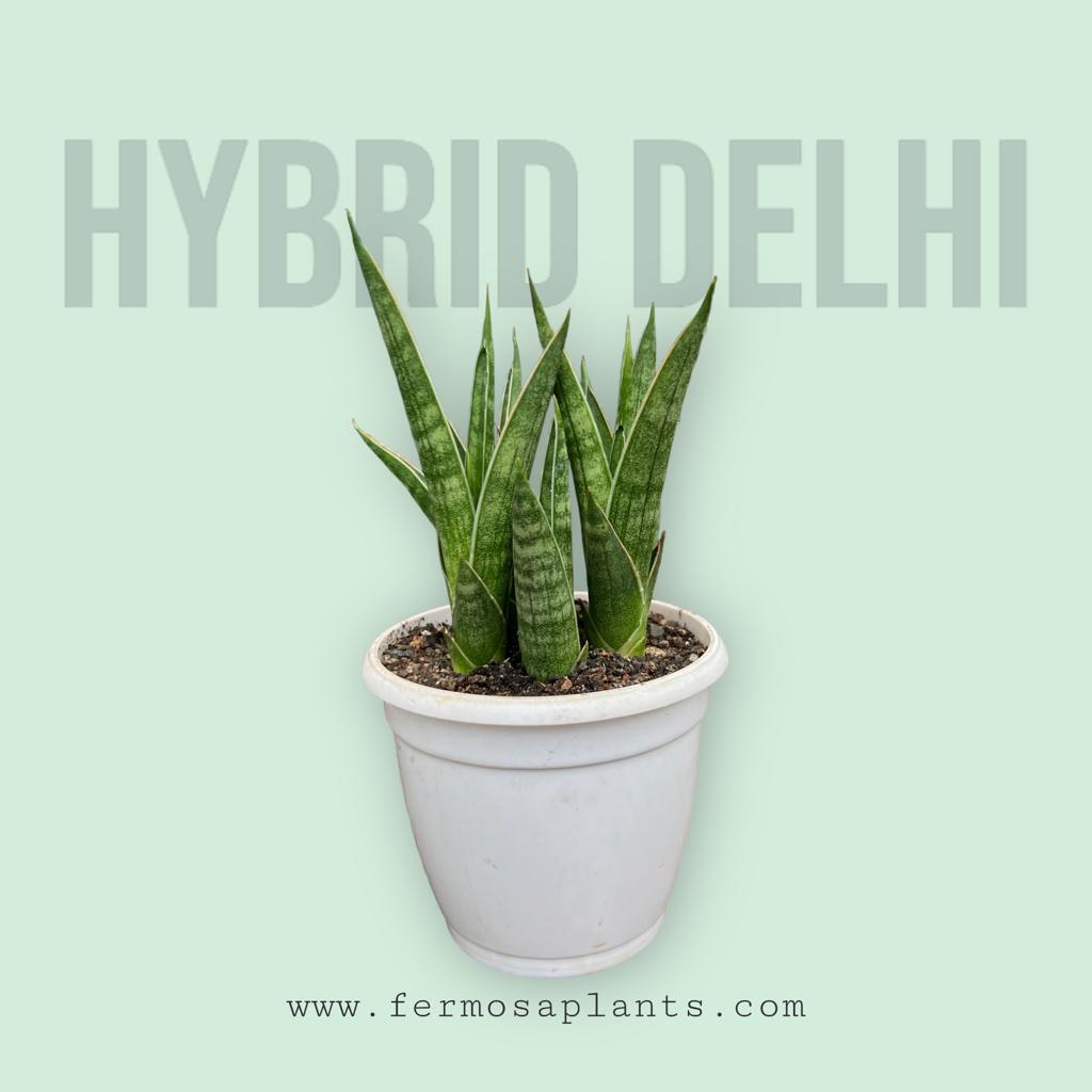 Sansevieria Hybrid Delhi