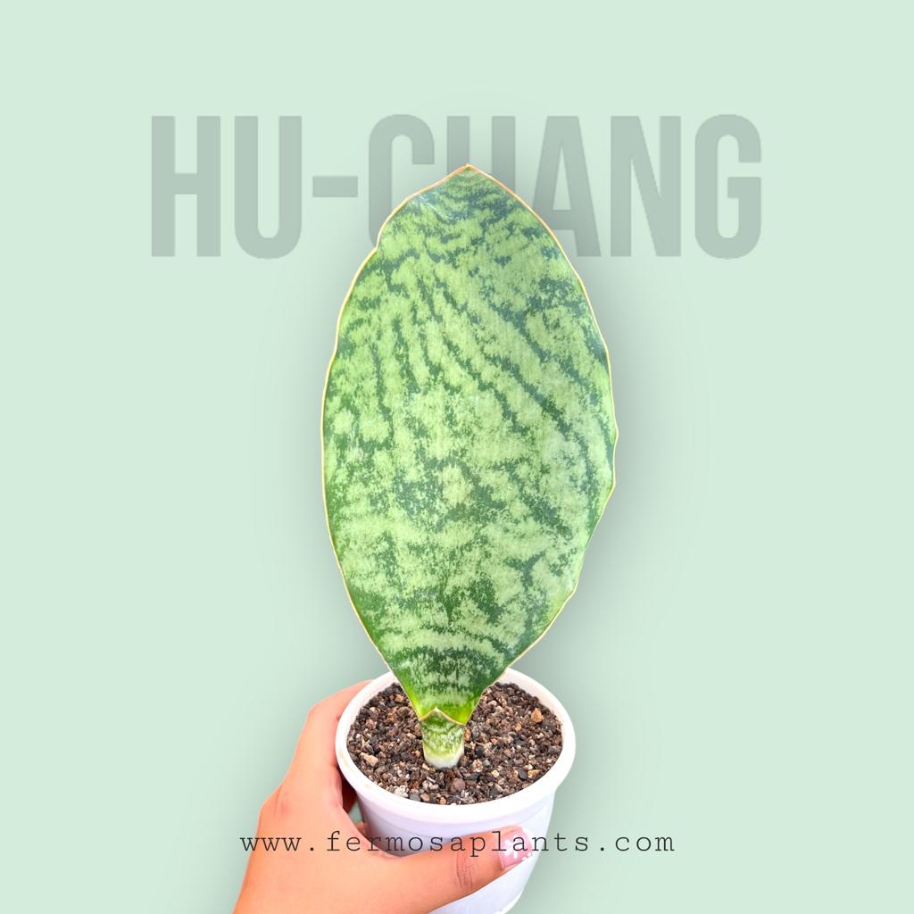 Sansevieria Hu-Chang