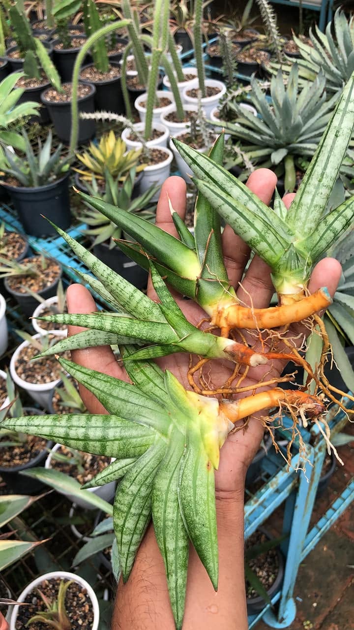 Combo of 4 Sansevieria