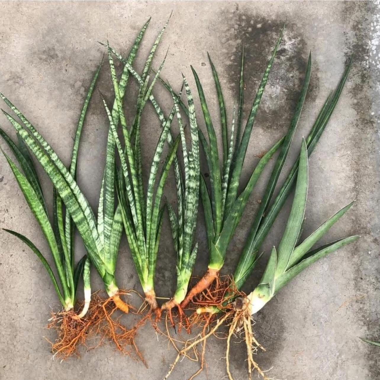 Sansevieria Combo of 7 LARGE PLANTS