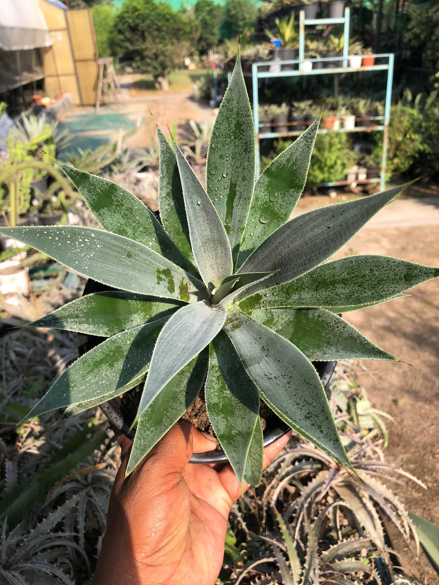 MANGAVE LAVENDER LADY