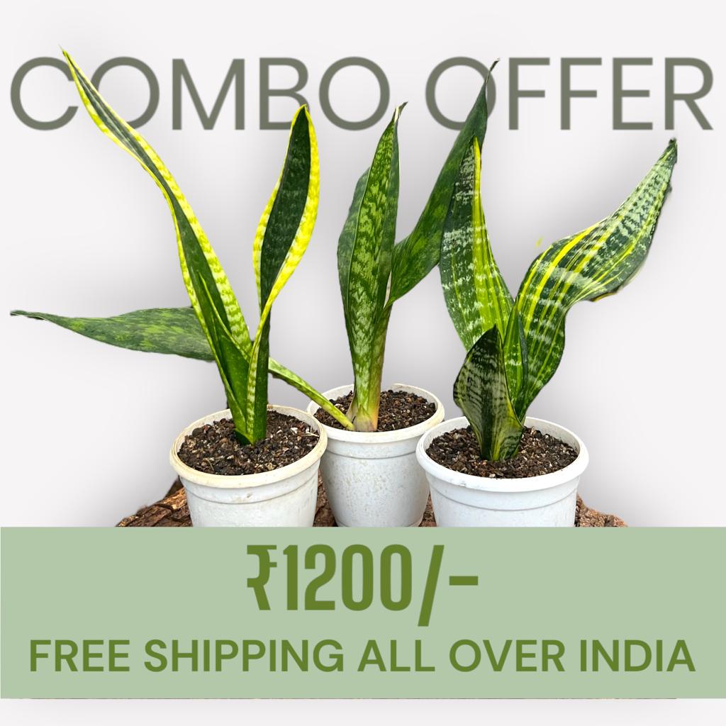 Sansevieria Combo Offer Of 3 (O)