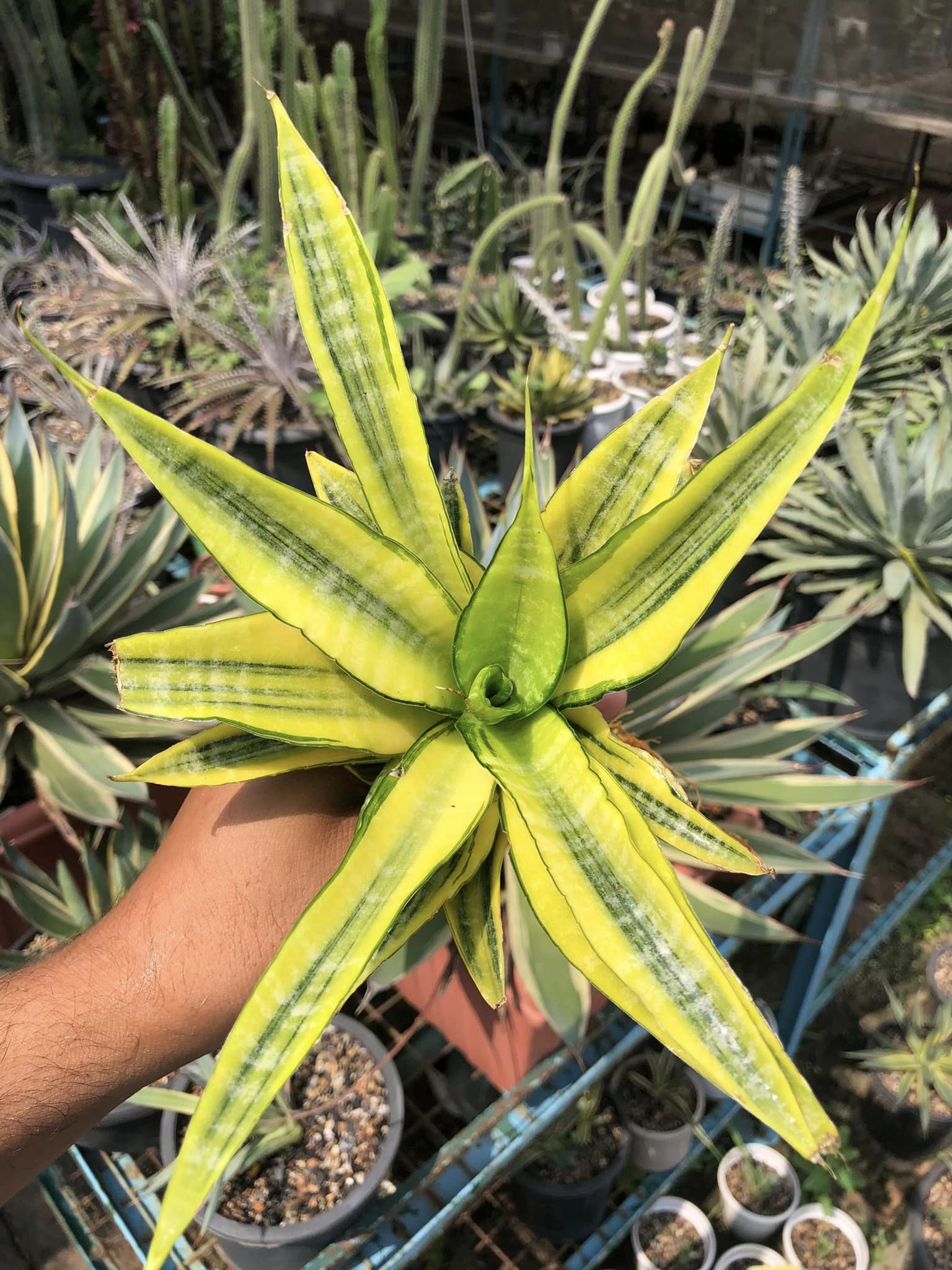 SANSEVIERIA CORDOVA VARIEGATED