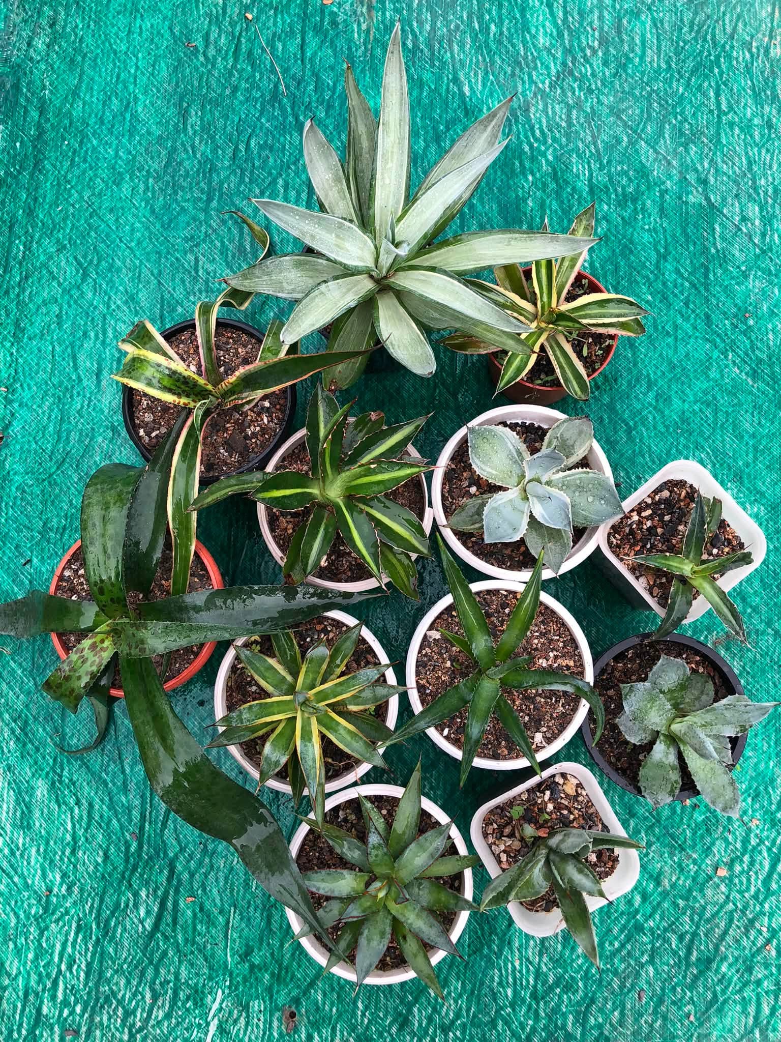 Combo No 18 : Twelve Popular Agaves and Mangaves