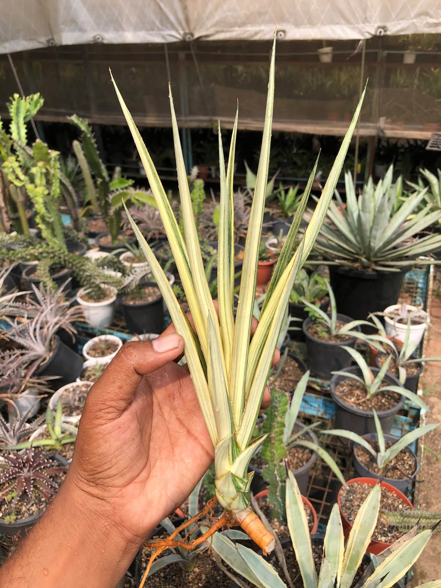 SANSEVIERIA SILVER TORCH VAR