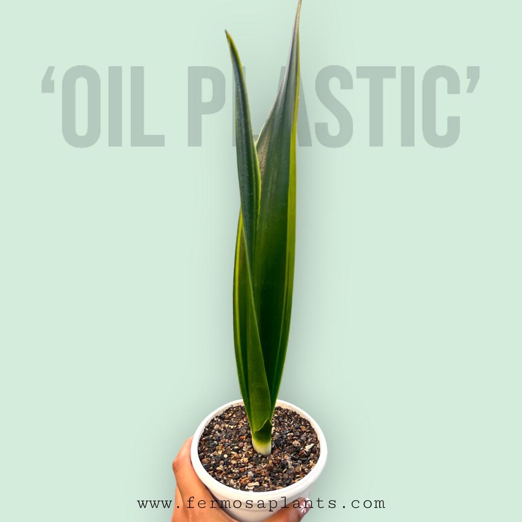 Sansevieria 'Oil Plastic'