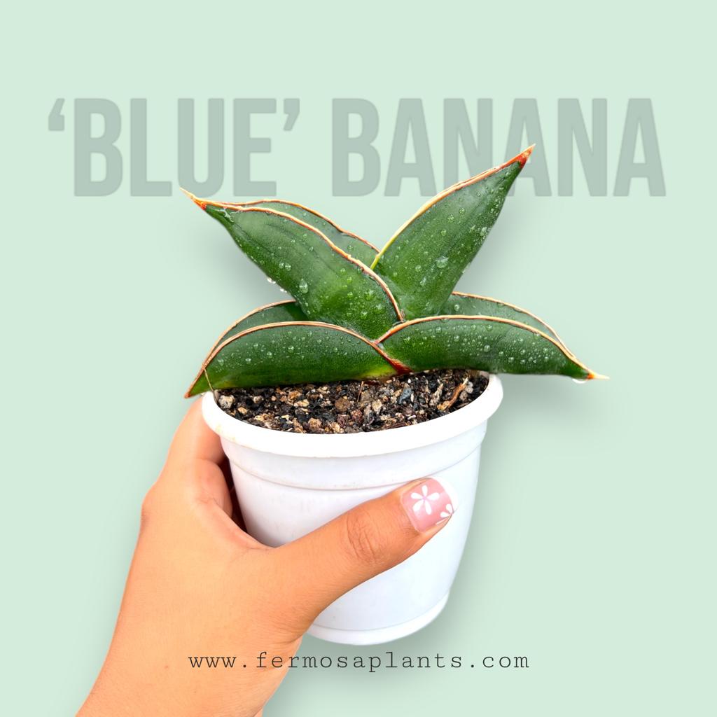 Sansevieria 'Blue' Banana