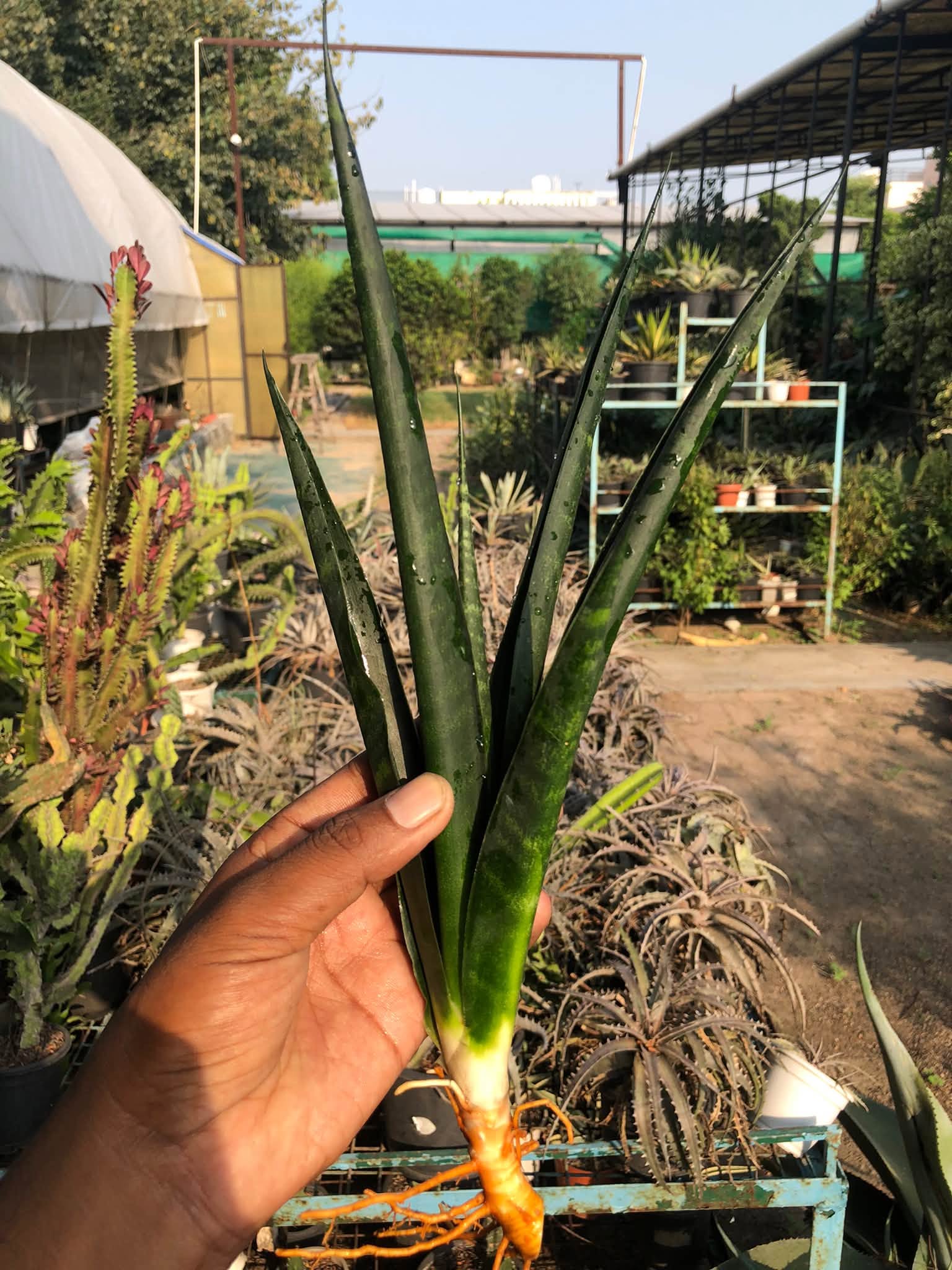 SANSEVIERIA BLACK MLANDI