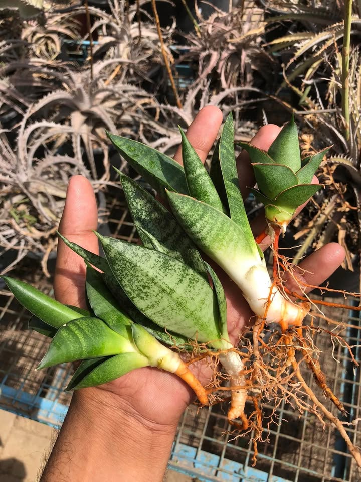 Combo of 4 beautiful sansevieria