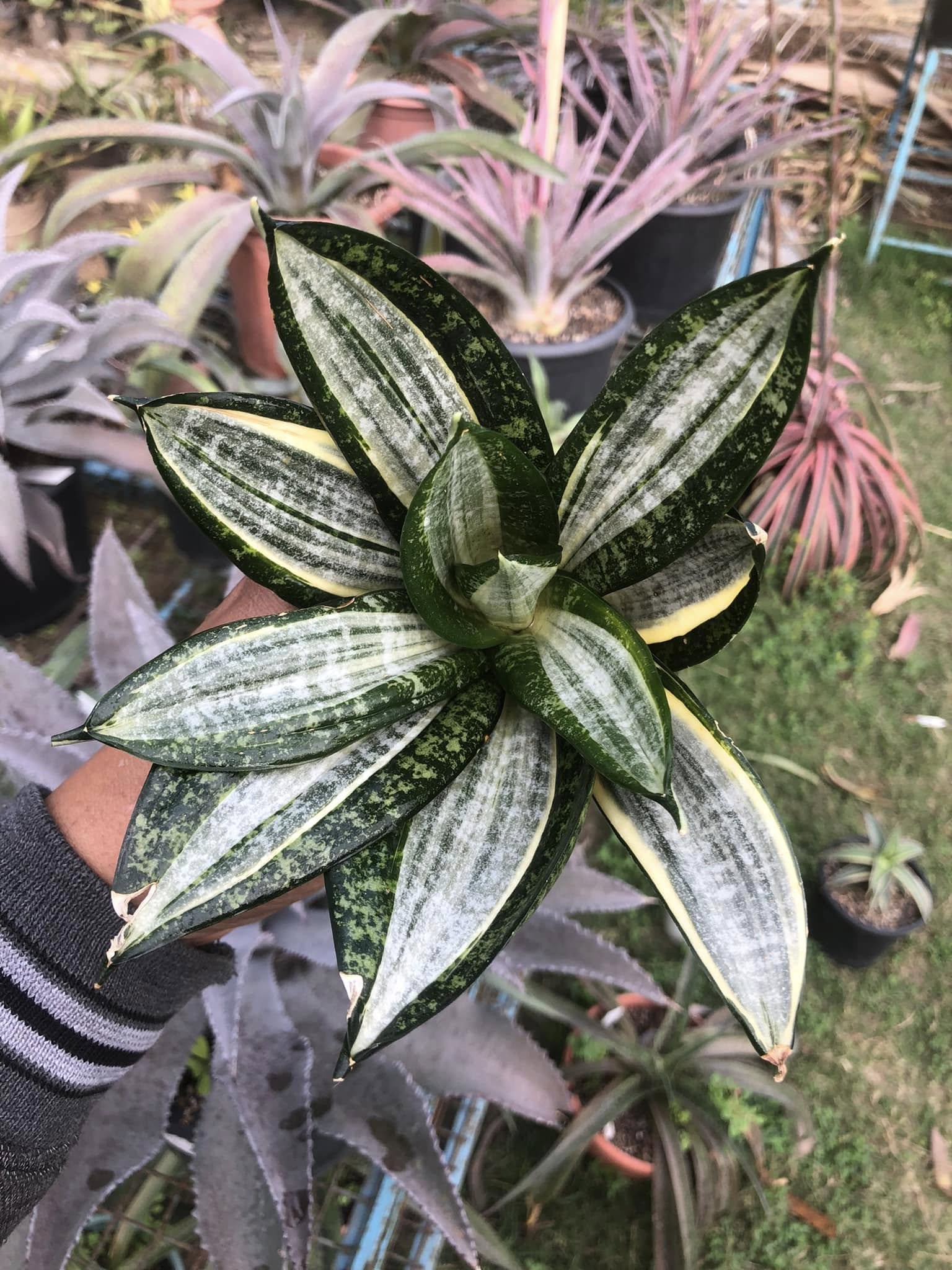 Sansevieria Hahnii Silver Zebra