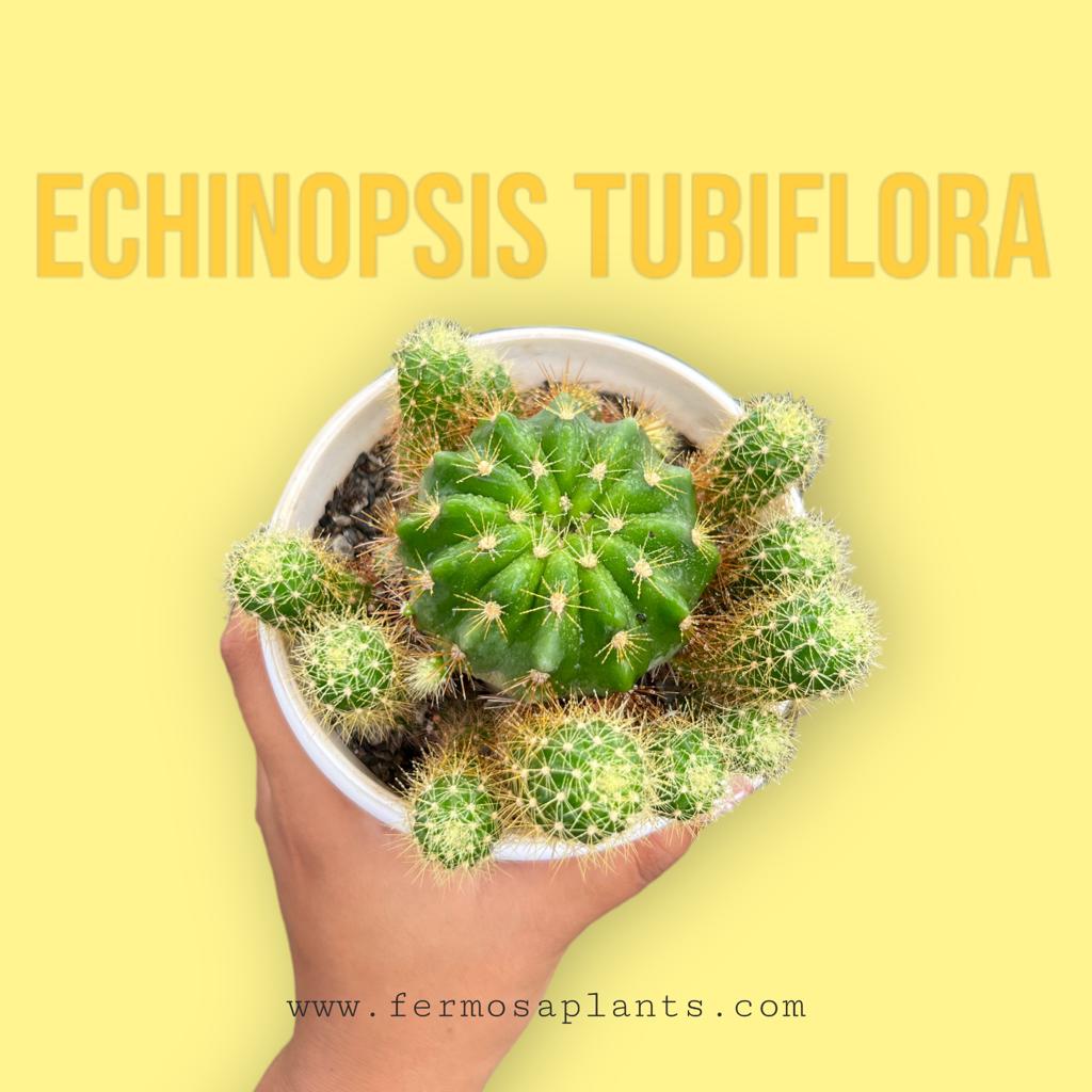 Echinopsis Tubiflora (Clump)