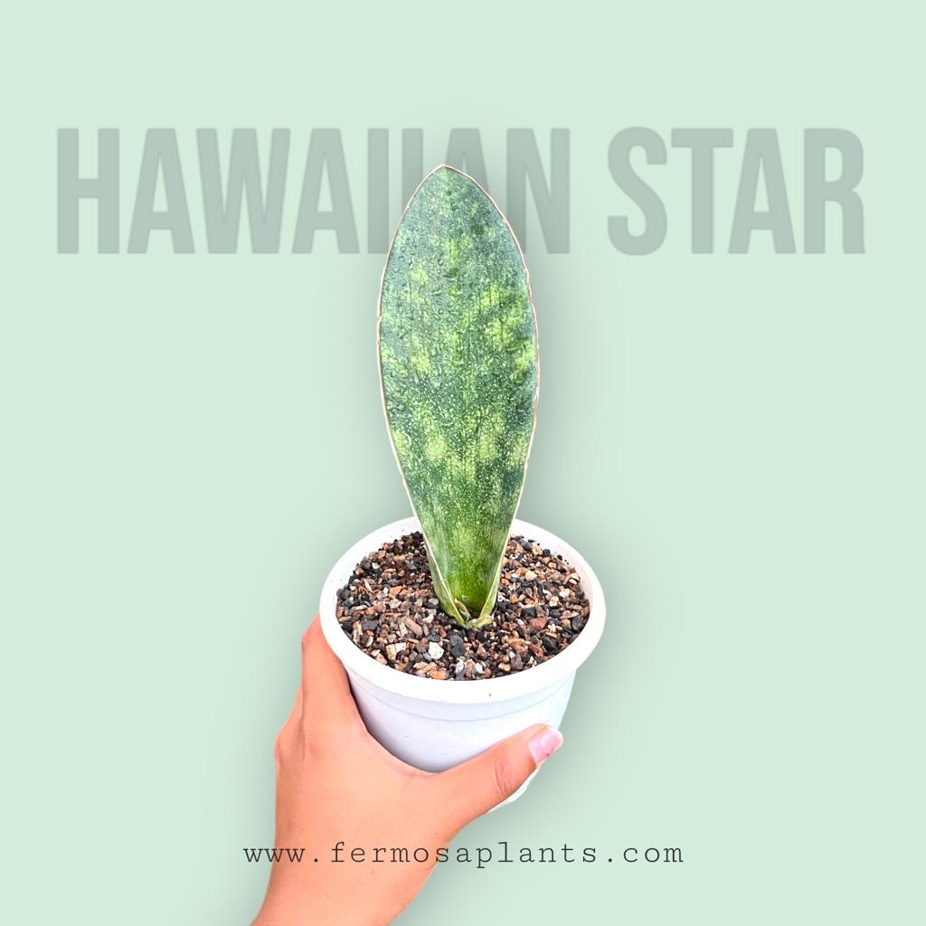 Sansevieria Hawaiian Star (Single Leaf)
