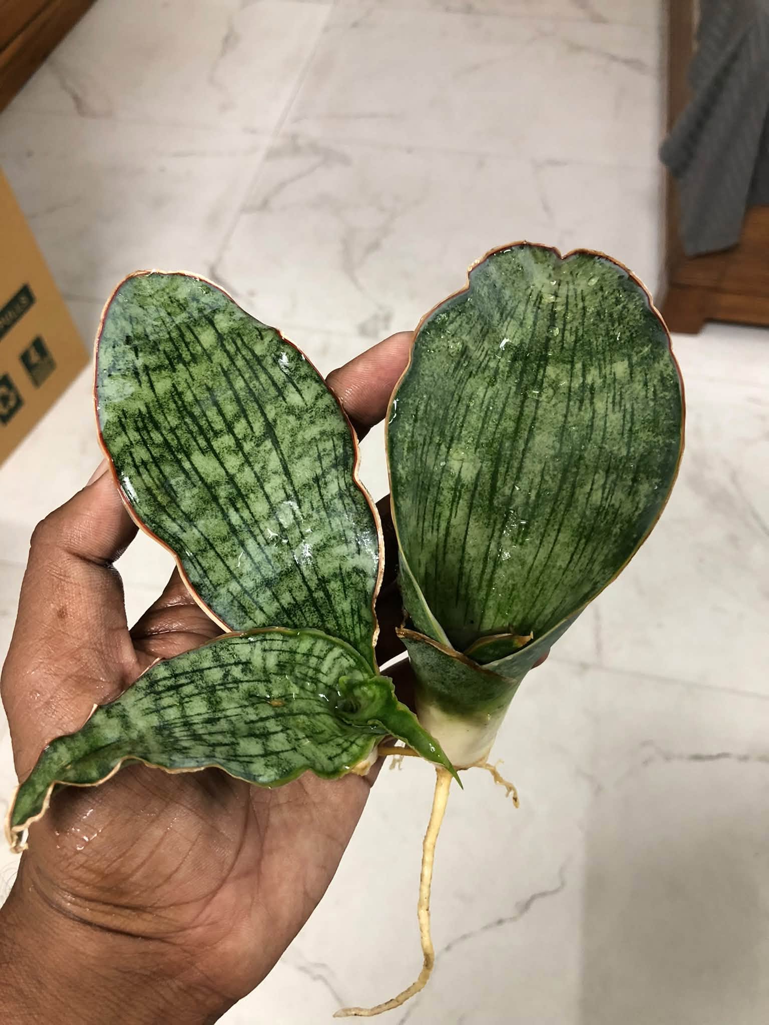 COMBO NO. 41 : SANSEVIERIA COMBO OF 2 PLANTS