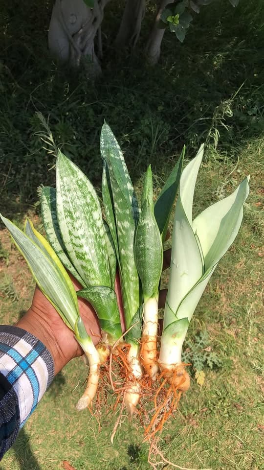 Combo of 5 Sansevieria