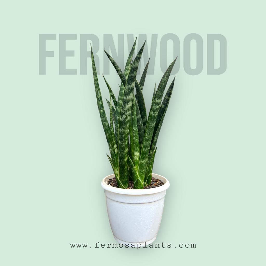 Sansevieria Fernwood Clump