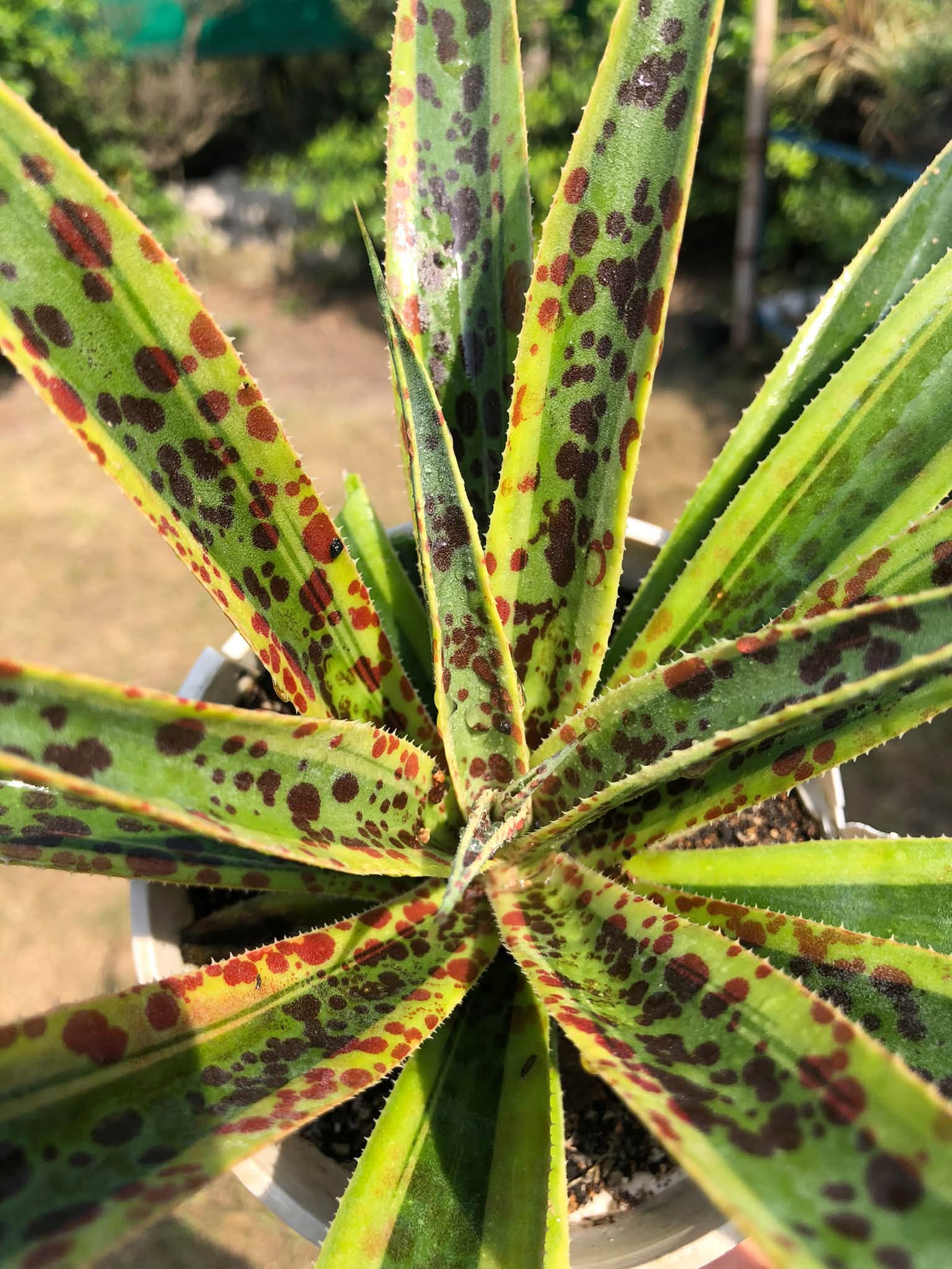 MANGAVE PINEAPPLE PUNCH HEALTHY LARGE PLANT