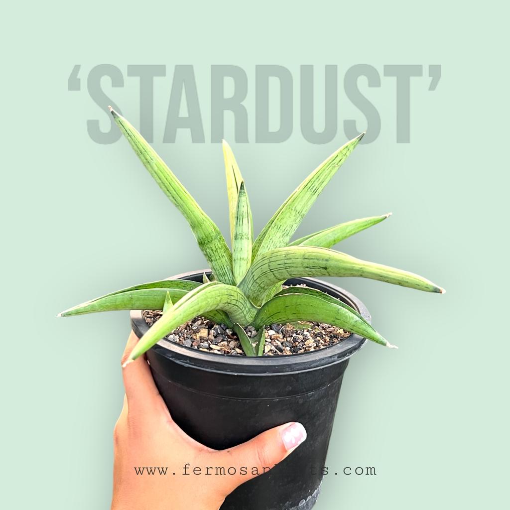 Sansevieria 'Stardust'