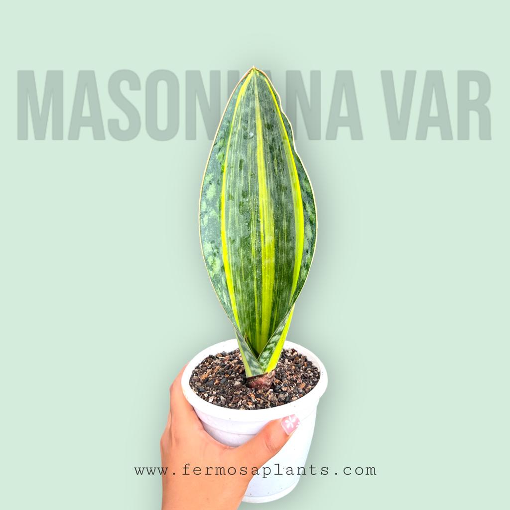 Sansevieria Masoniana Yellow Variegated (Single Leaf)