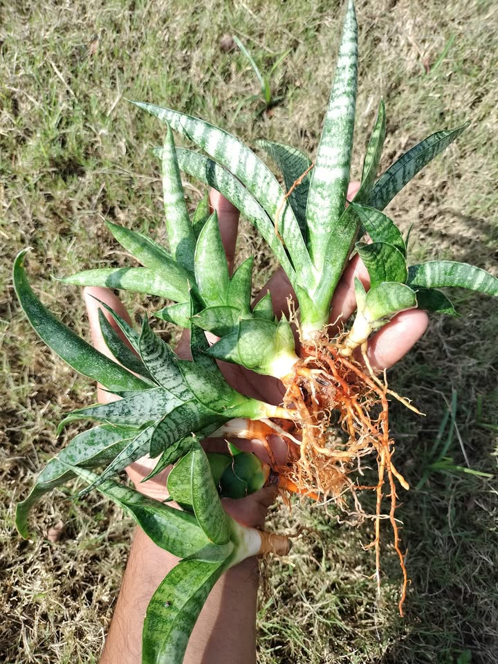 Sansevieria Combo of 7 Plants