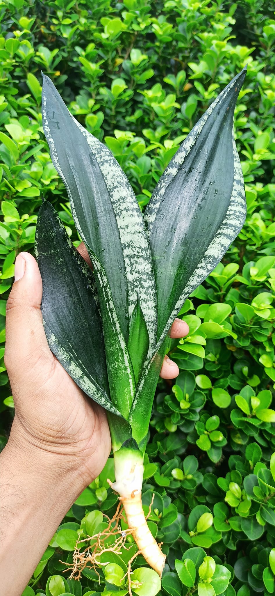 Sansevieria Combo Offer Of 2 (Q)