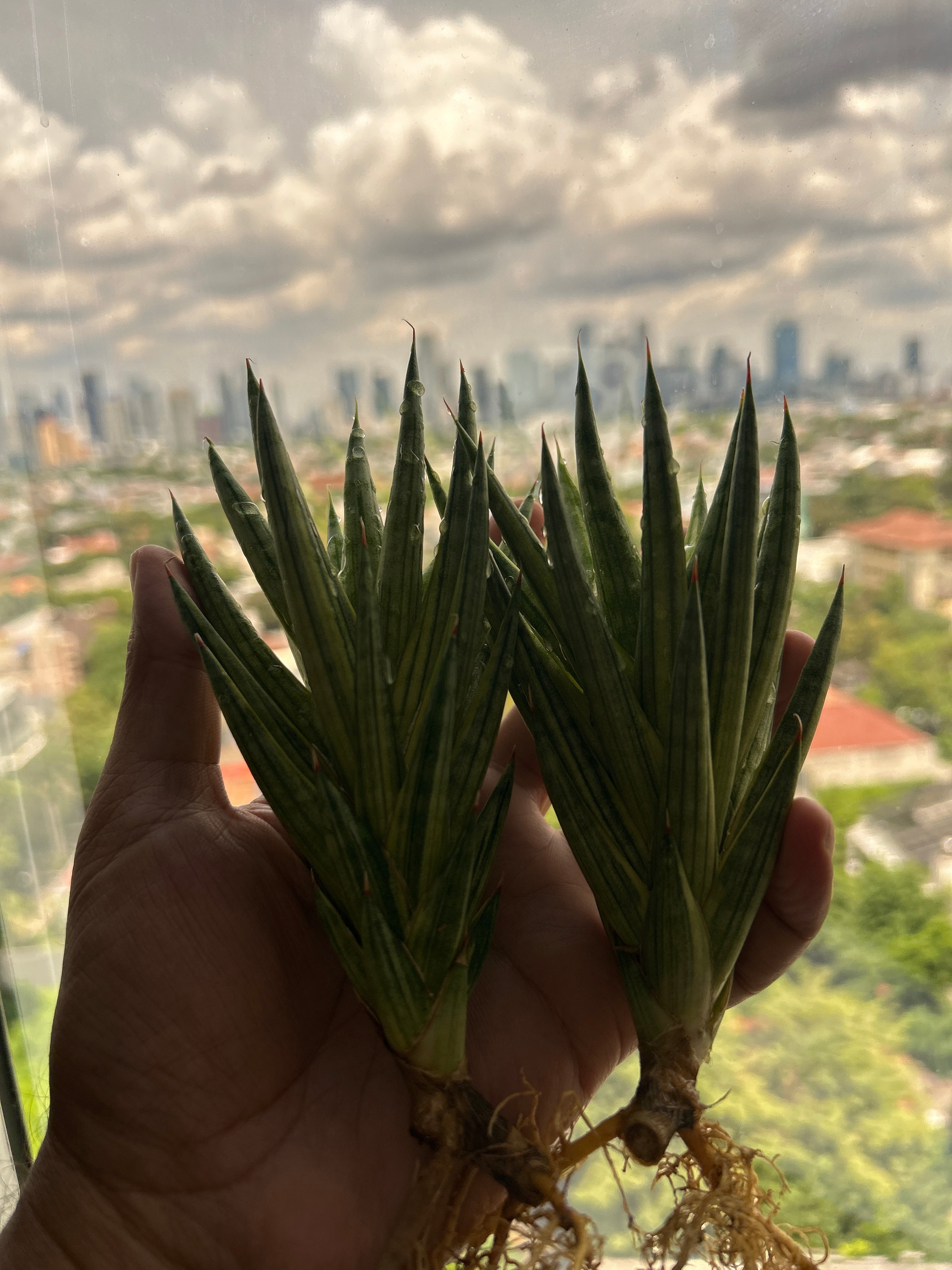 Sansevieria Francissi Yellow Var
