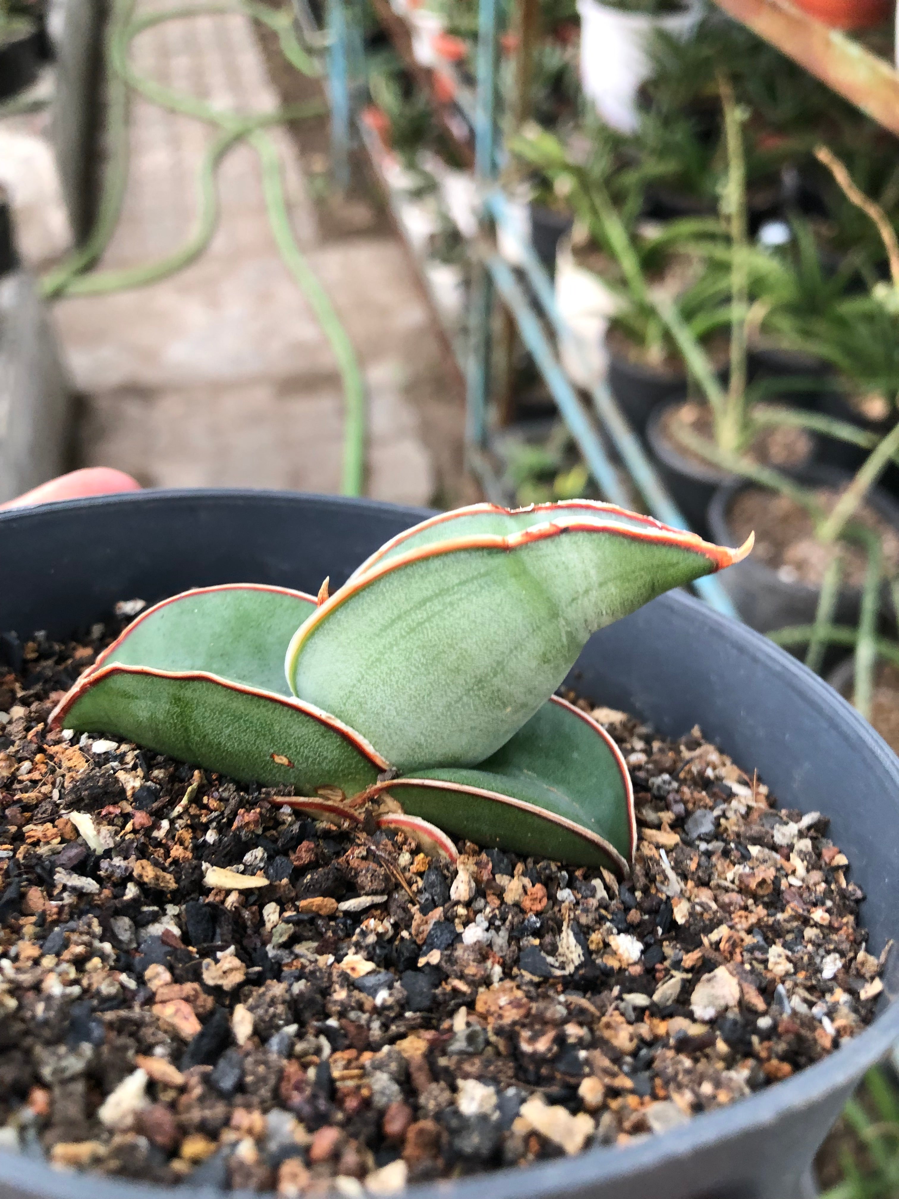 Sansevieria BANANA FAT