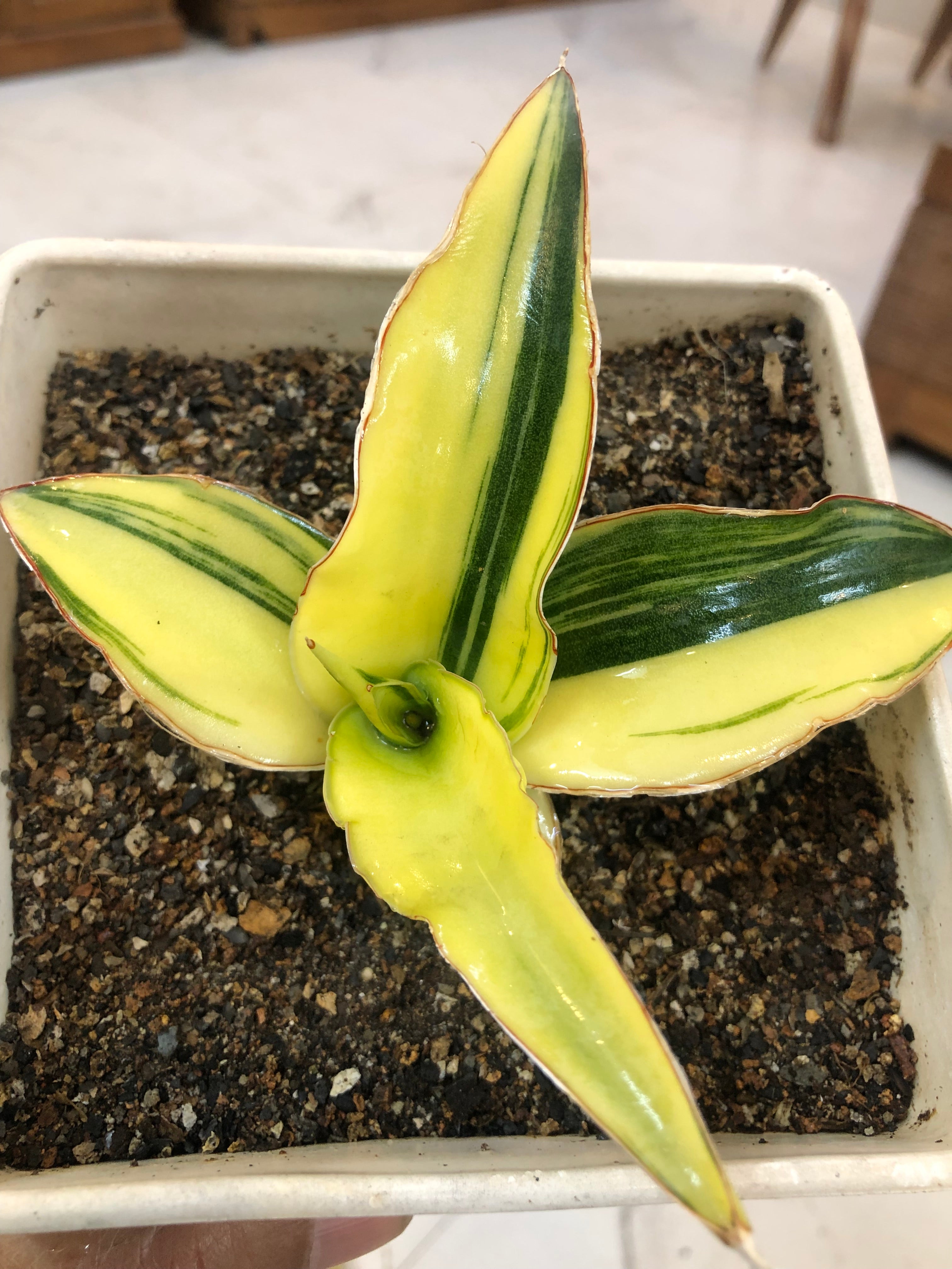 Sansevieria GANESHA VARIEGATED