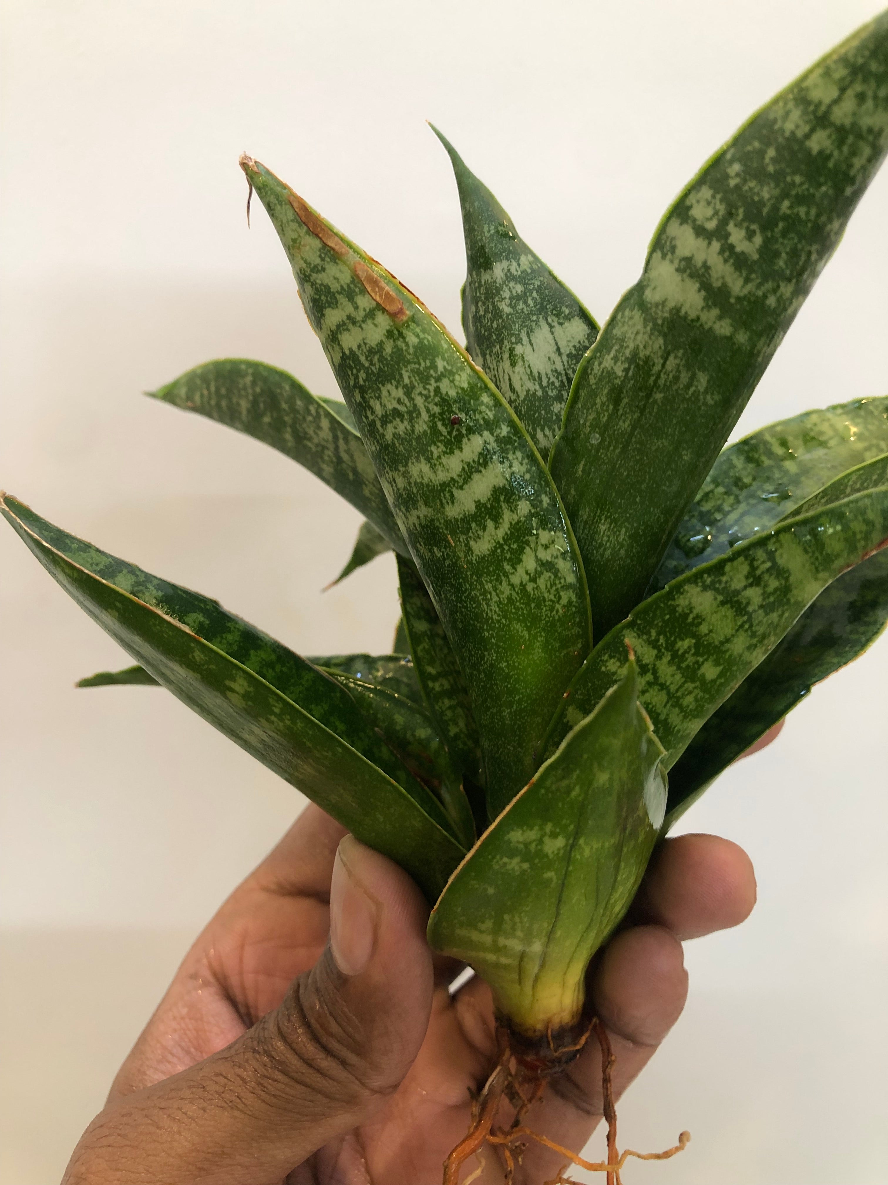 Sansevieria SINTA (THATS HOW MATA SITA IS ADDRESSED IN INDONESIA)